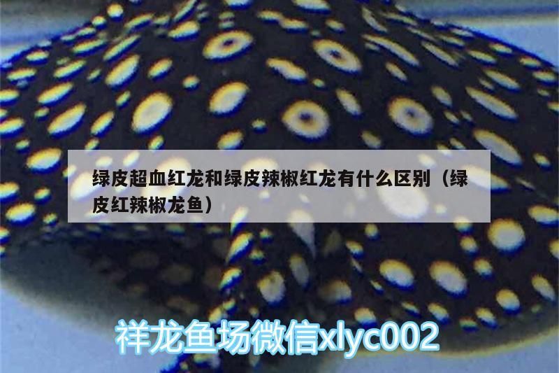 綠皮超血紅龍和綠皮辣椒紅龍有什么區別（綠皮紅辣椒龍魚）