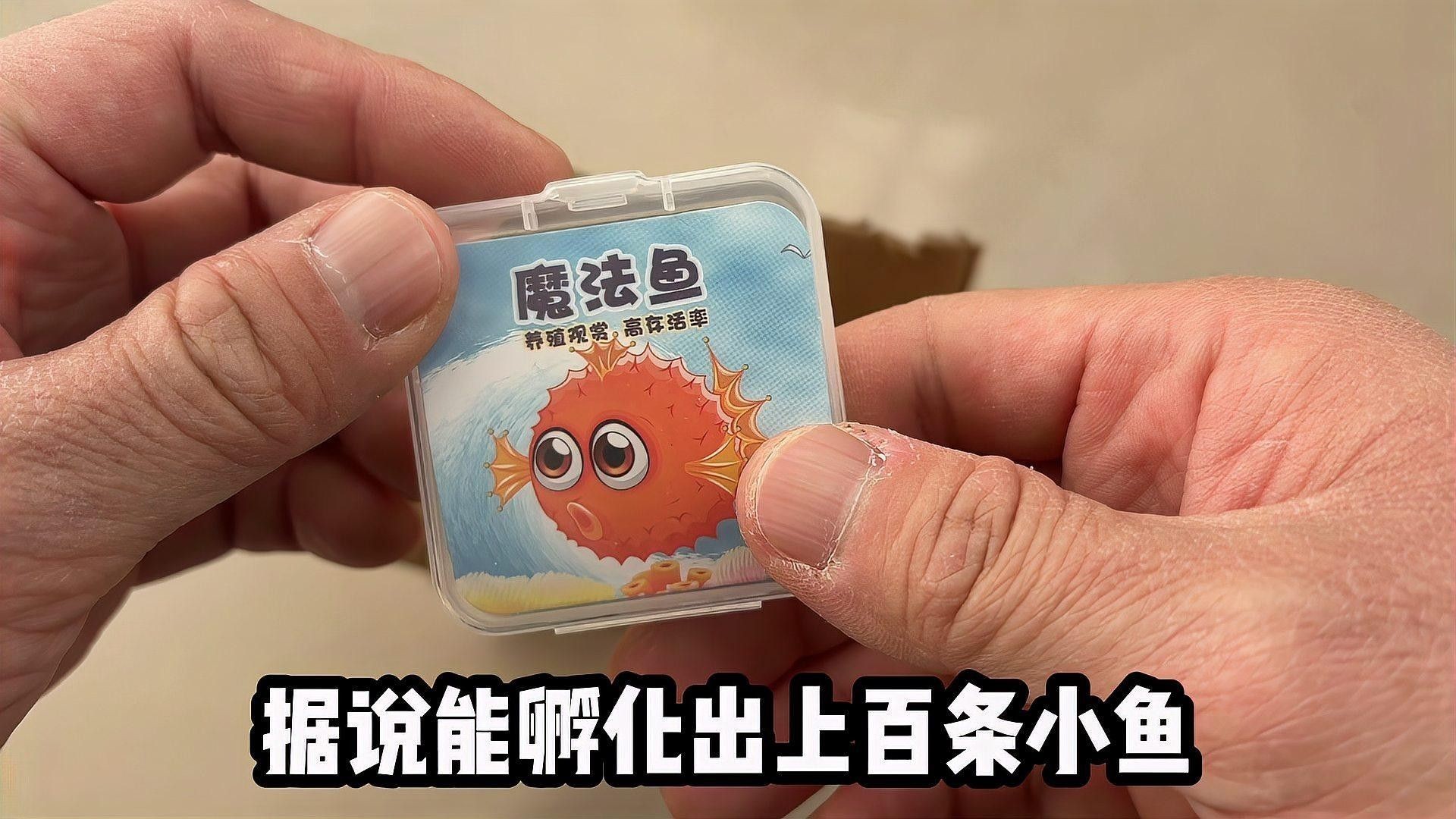 如何人工孵化麗江龍魚卵 如何人工孵化麗江龍魚卵 龍魚百科 第1張
