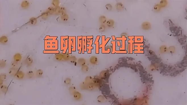 如何人工孵化麗江龍魚卵 如何人工孵化麗江龍魚卵 龍魚百科 第2張
