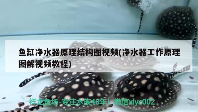 龍魚有多長(龍魚有多長壽命)