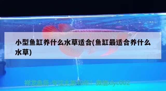 小型魚缸養什么水草適合(魚缸最適合養什么水草) 小型魚缸養什么水草適合(魚缸最適合養什么水草) 觀賞魚百科