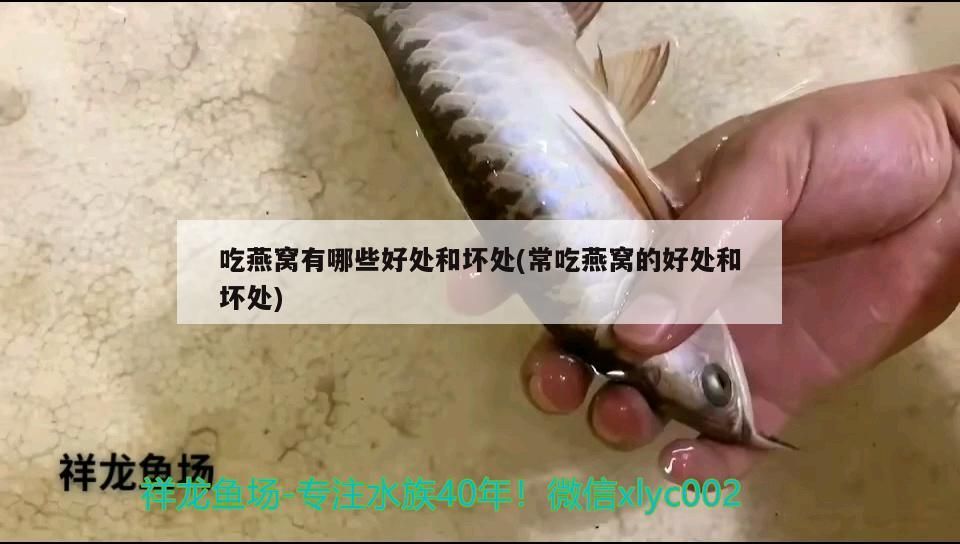 魚缸造景怎么布置圖片（魚缸造景裝飾效果圖）
