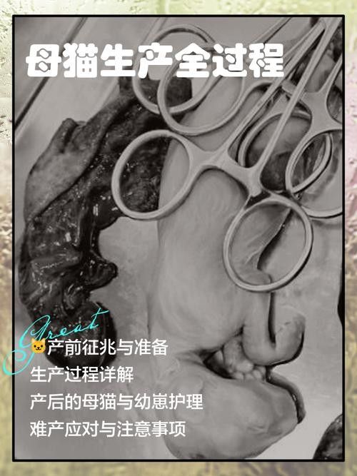金龍幼魚如何辨別金龍幼魚的優(yōu)質(zhì)金龍幼魚的辨別方法