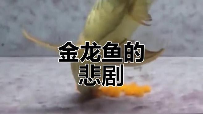 高清金龍魚視頻欣賞