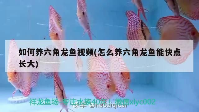 如何養(yǎng)六角龍魚(yú)視頻(怎么養(yǎng)六角龍魚(yú)能快點(diǎn)長(zhǎng)大)
