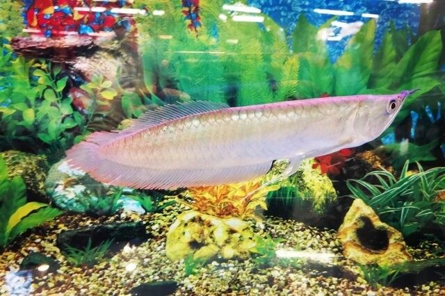 清新哪個水族館龍魚好？祥龍魚場龍魚 清新哪個水族館龍魚好？祥龍魚場龍魚 龍魚百科 第17張