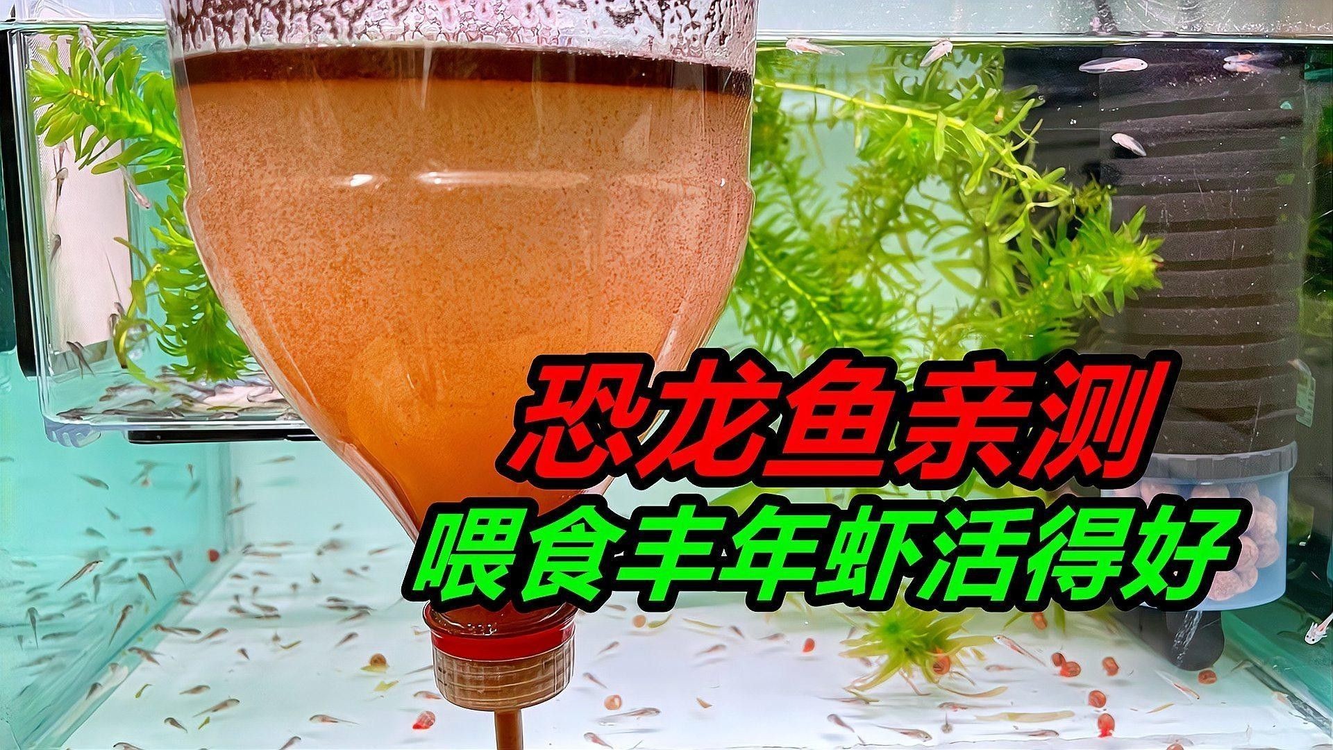 六角龍魚繁殖后如何護理親本