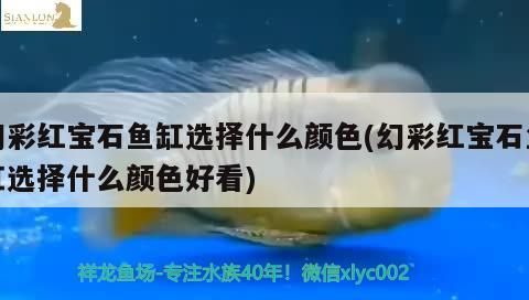 幻彩紅寶石魚(yú)缸選擇什么顏色(幻彩紅寶石魚(yú)缸選擇什么顏色好看)