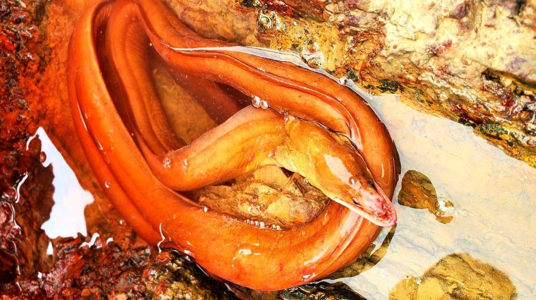 紅龍魚清蒸時(shí)如何腌制？（大廚教你一個(gè)清蒸紅龍魚技巧，鮮嫩無腥味）