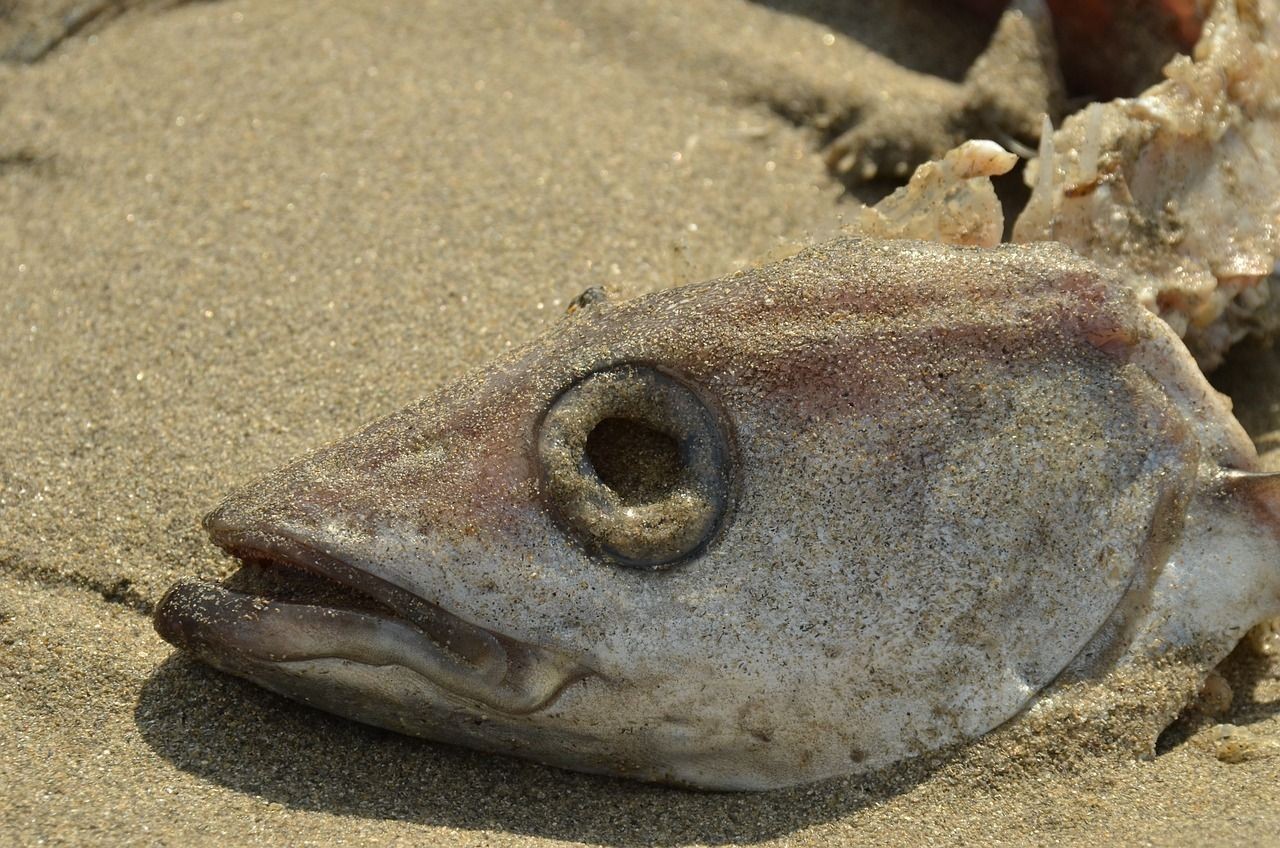 包含觀賞魚(yú)快遞運(yùn)送會(huì)死嗎的詞條