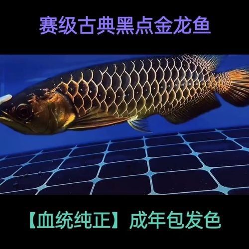 黑色金龍魚的價格是多少