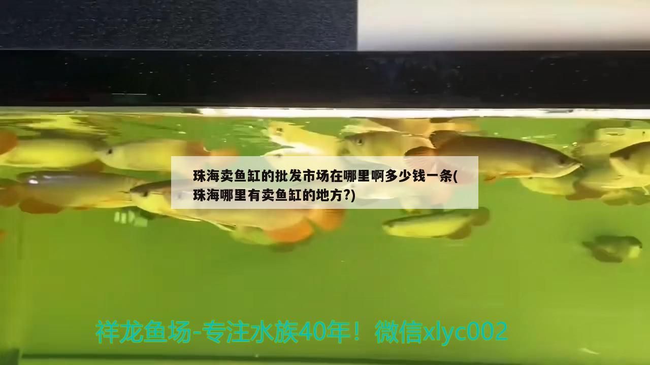 珠海賣魚缸的批發市場在哪里啊多少錢一條(珠海哪里有賣魚缸的地方?)