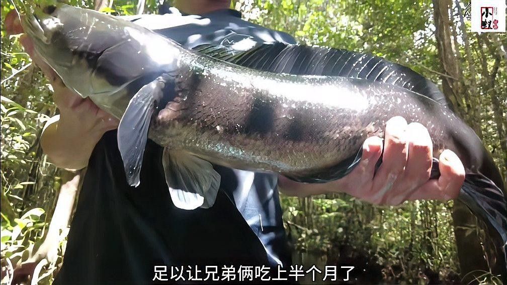 雷龍魚不同品種的區別