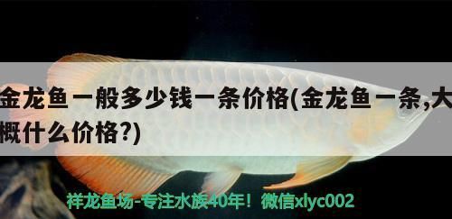 過背金龍魚 金龍魚一般多少錢一條價格(金龍魚一條,大概什么價格?) 觀賞魚百科 金龍魚一般多少錢一條價格(金龍魚一條,大概什么價格?) 金龍魚一般多少錢一條價格(金龍魚一條,大概什么價格?) 觀賞魚百科