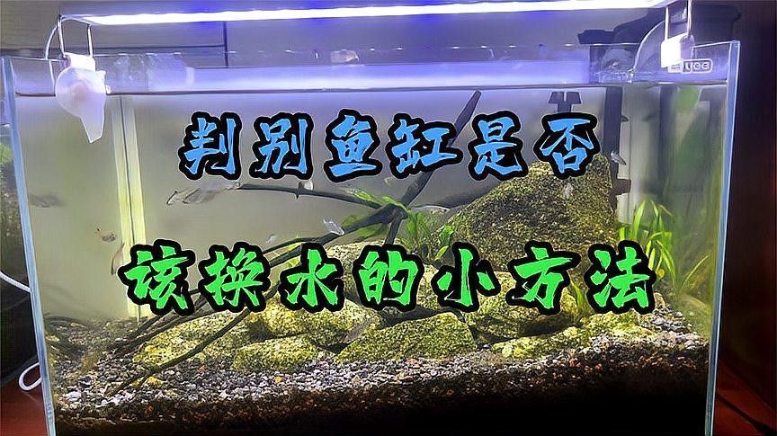 如何判斷何時需要緊急換水？（魚缸什么時候該換水,教你一個簡單有效的判別方法）