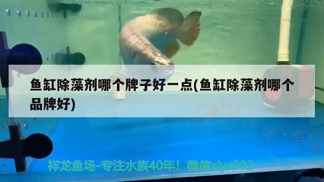 魚缸除藻劑哪個(gè)牌子好一點(diǎn)(魚缸除藻劑哪個(gè)品牌好) 魚缸除藻劑哪個(gè)牌子好一點(diǎn)(魚缸除藻劑哪個(gè)品牌好) 觀賞魚百科