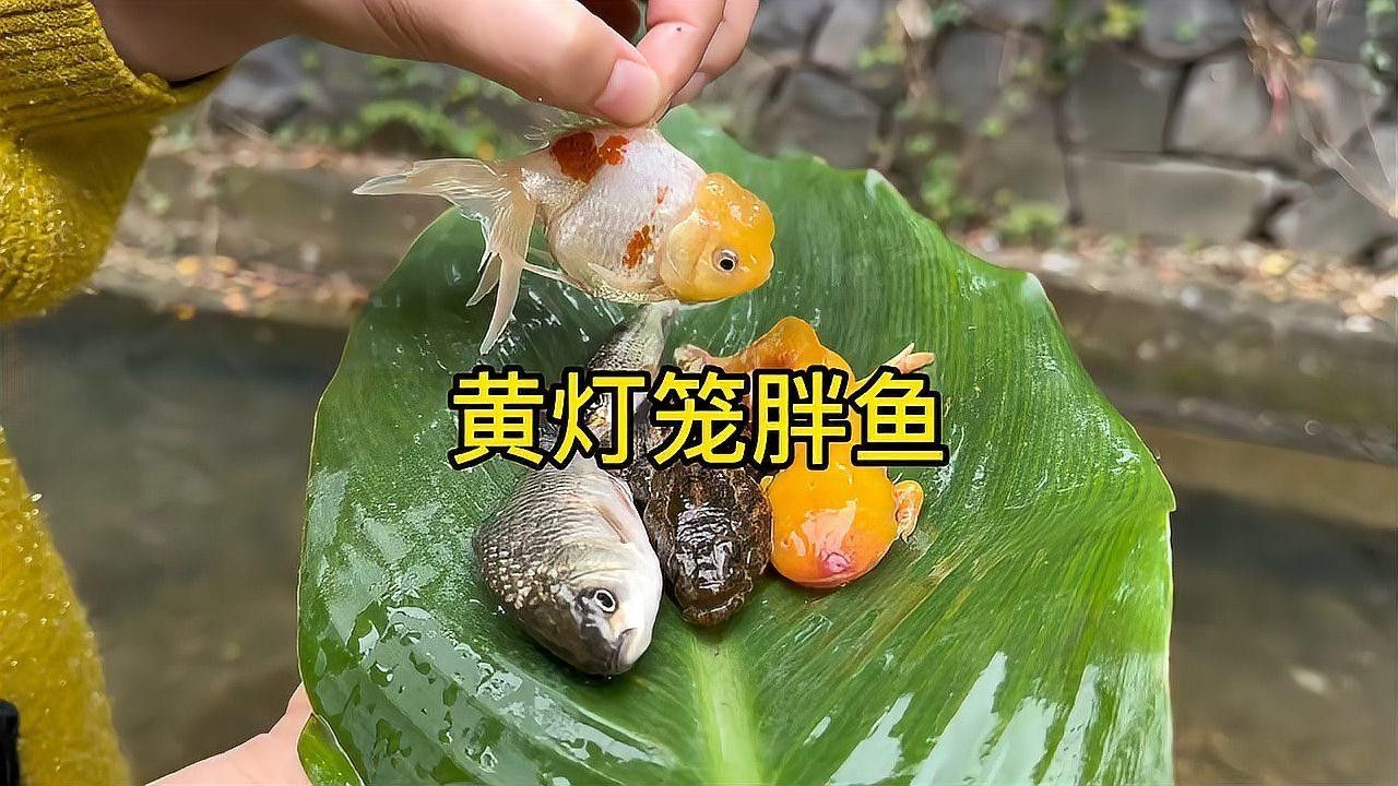藍色龍魚多久喂一次食物？ 藍色龍魚多久喂一次食物？ 龍魚百科 第4張