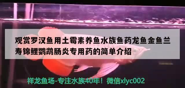 觀賞羅漢魚用土霉素養魚水族魚藥龍魚金魚蘭壽錦鯉鸚鵡腸炎專用藥的簡單介紹
