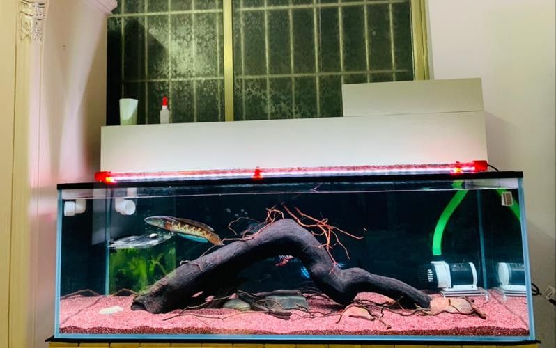 有哪些品牌雷龍魚過濾器推薦？（雷龍魚過濾器品牌推薦及產品分析及產品分析及產品分析）