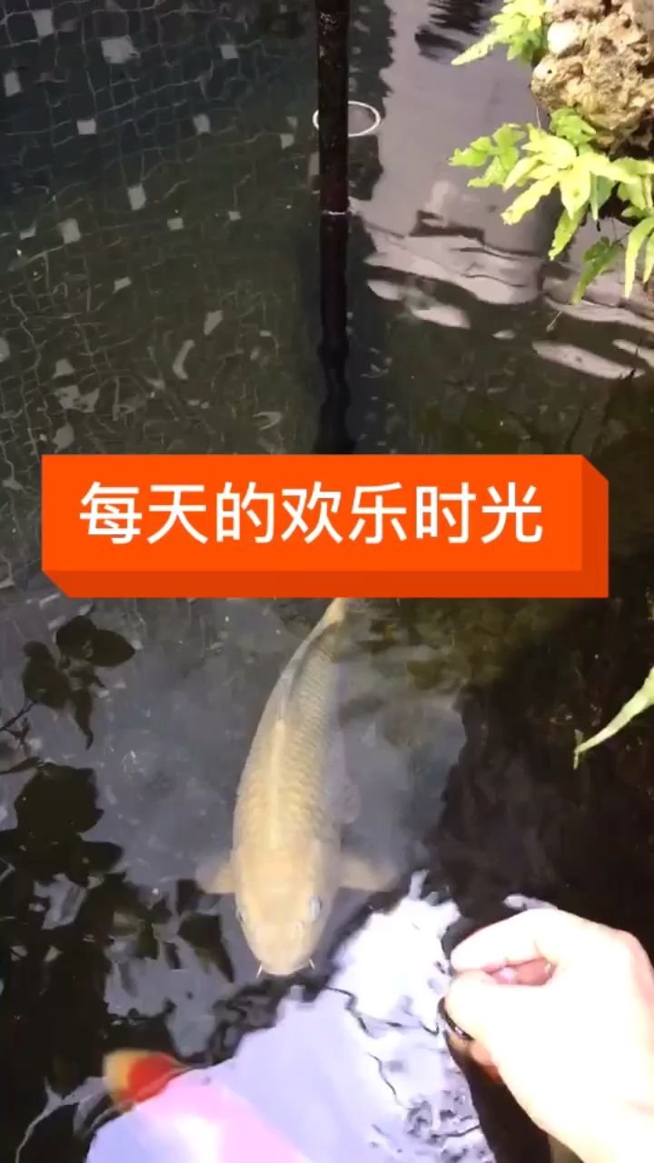 每天喂食最開心（雙線側魚圖片欣賞）