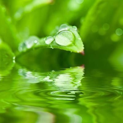 金龍魚鱗片變白需要多久治療（治療金龍魚鱗片變白需要根據具體原因來制定相應的治療方案）