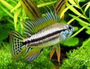 觀賞魚種類 冷水魚（冷水觀賞魚的品種與特性冷水觀賞魚的飼養技巧）