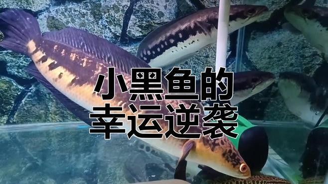 龍魚和黑魚混養的成功案例有嗎（龍魚和黑魚混養的視頻教程）