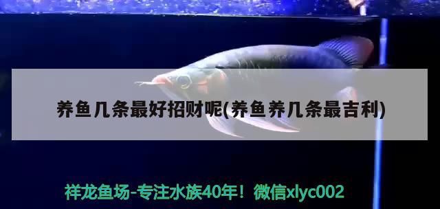 養魚幾條最好招財呢(養魚養幾條最吉利) 養魚幾條最好招財呢(養魚養幾條最吉利) 觀賞魚百科