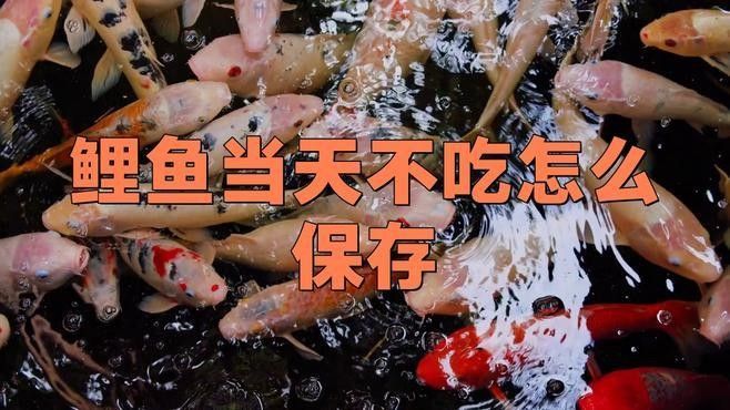 六角龍魚缸消毒后多久可以放魚（六角龍魚缸消毒后的放魚時間）