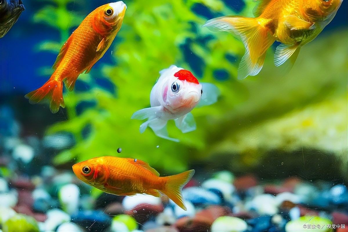 六角龍魚缸消毒后多久可以放魚（六角龍魚缸消毒后的放魚時間）