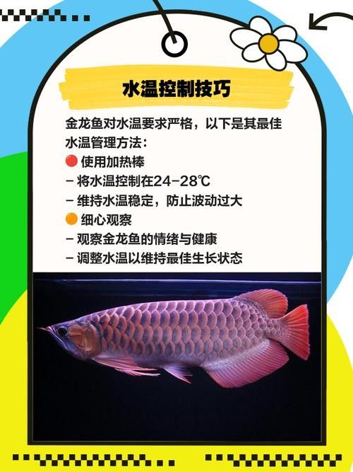 金龍魚對溫度有何要求（金龍魚對水溫的要求較為嚴格，）