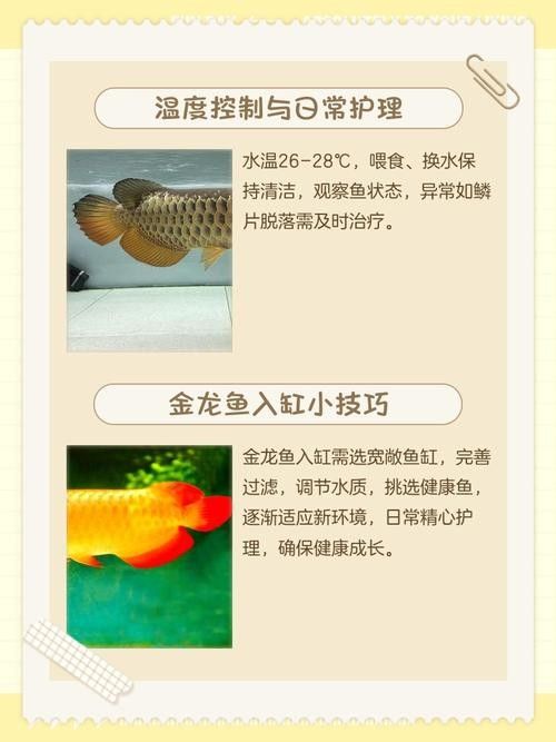 金龍魚對溫度有何要求（金龍魚對水溫的要求較為嚴格，）