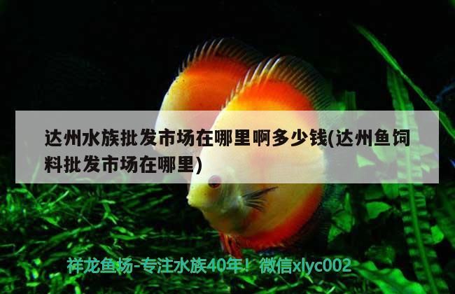 達州水族批發(fā)市場在哪里啊多少錢(達州魚飼料批發(fā)市場在哪里)（達州水族批發(fā)市場在哪里）