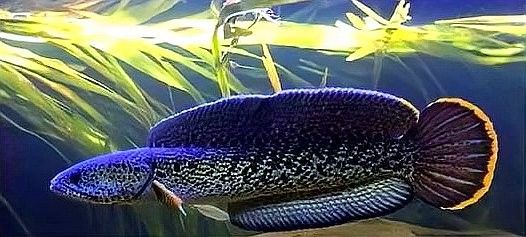 巴卡雷龍需要多大的魚缸