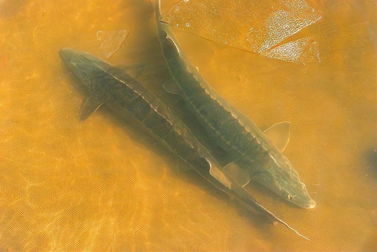 龍魚爛鰭康復(fù)后還會復(fù)發(fā)嗎（龍魚爛尾、爛鱗怎么辦）