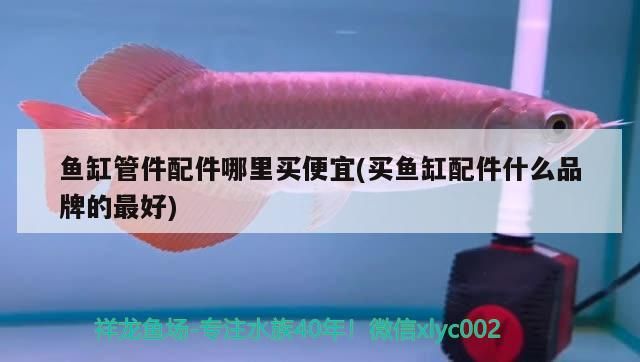 魚(yú)缸貼紙背景怎么搭，養(yǎng)金魚(yú)用什么顏色背景貼紙（養(yǎng)金魚(yú)用什么顏色背景貼紙）