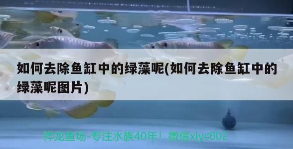 魚(yú)缸貼紙背景怎么搭，養(yǎng)金魚(yú)用什么顏色背景貼紙（養(yǎng)金魚(yú)用什么顏色背景貼紙）