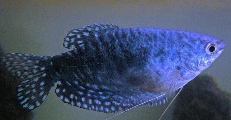 曼龍魚多久喂一次？