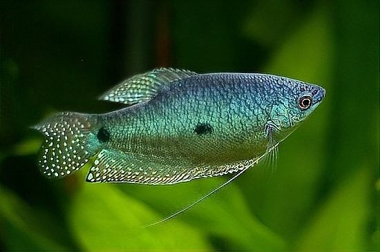 曼龍魚多久喂一次？