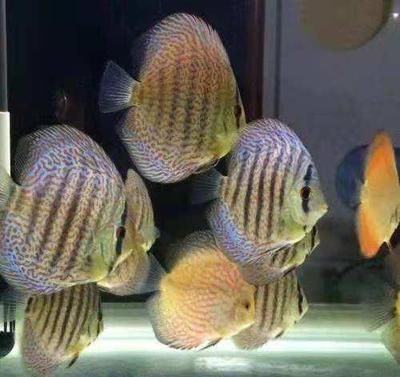 膽子大不怕人的觀賞魚有哪些（如何鍛煉觀賞魚的膽量）