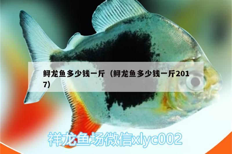 鱘龍魚多少錢一斤（鱘龍魚多少錢一斤2017）（洛陽鱘龍魚多少錢一斤2017、鱘龍魚多少錢一斤）