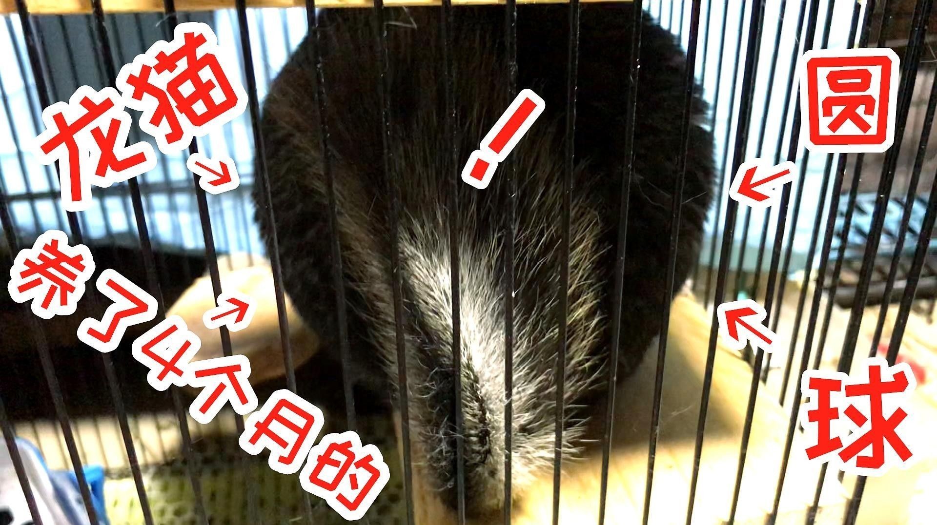 如何確保龍貓和貓的健康？（養了4個月的“龍貓”，現在怎么樣了）