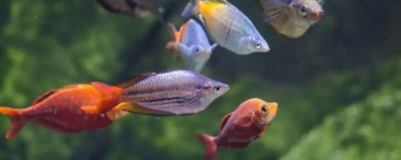 馬來西亞紅龍魚特征(紅龍魚是馬來西亞的好還是印尼的好)（馬來西亞紅龍魚及種類）