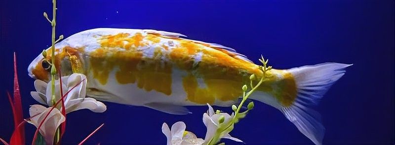 龍魚認主后如何保持互動？（魚認主后，它們會變得更加親近和依賴主人，為了保持與龍魚的互動）