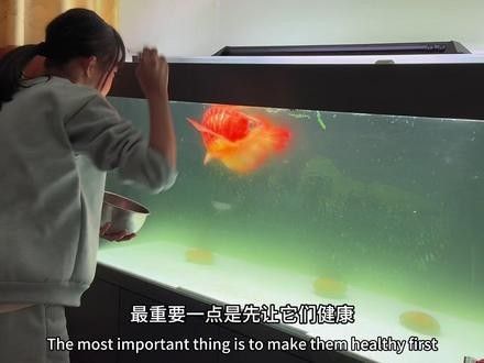 龍魚認主后如何保持互動？（魚認主后，它們會變得更加親近和依賴主人，為了保持與龍魚的互動）