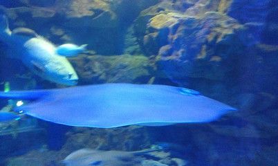 臨汾水族館：臨汾區南水族館
