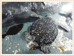 臨汾水族館：臨汾區南水族館