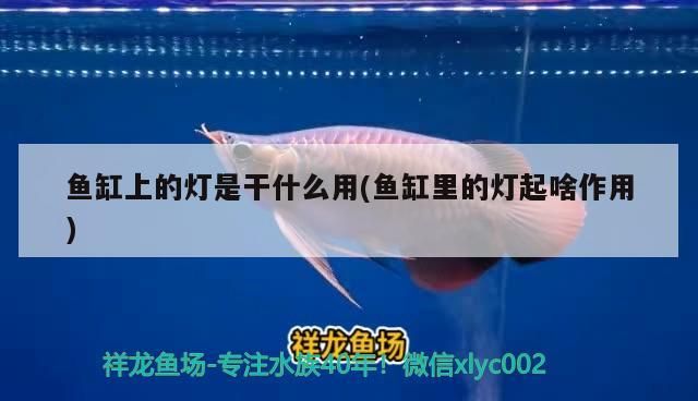 魚缸上的燈是干什么用(魚缸里的燈起啥作用)（魚缸上的燈是干什么用）