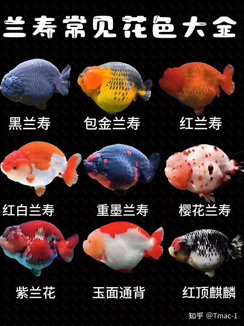 金龍魚浮頭多久會死？（金龍魚浮頭多久會死）