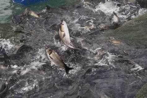 金龍魚浮頭多久會死？（金龍魚浮頭多久會死）